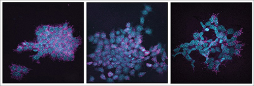 Stem cells were perturbed in various ways and subjected to single-cell analysis