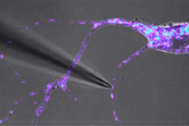 A new single-cell mitochondrion technique can preserve knowledge of the mitochondrion’s spatial origin within the cell. In this image