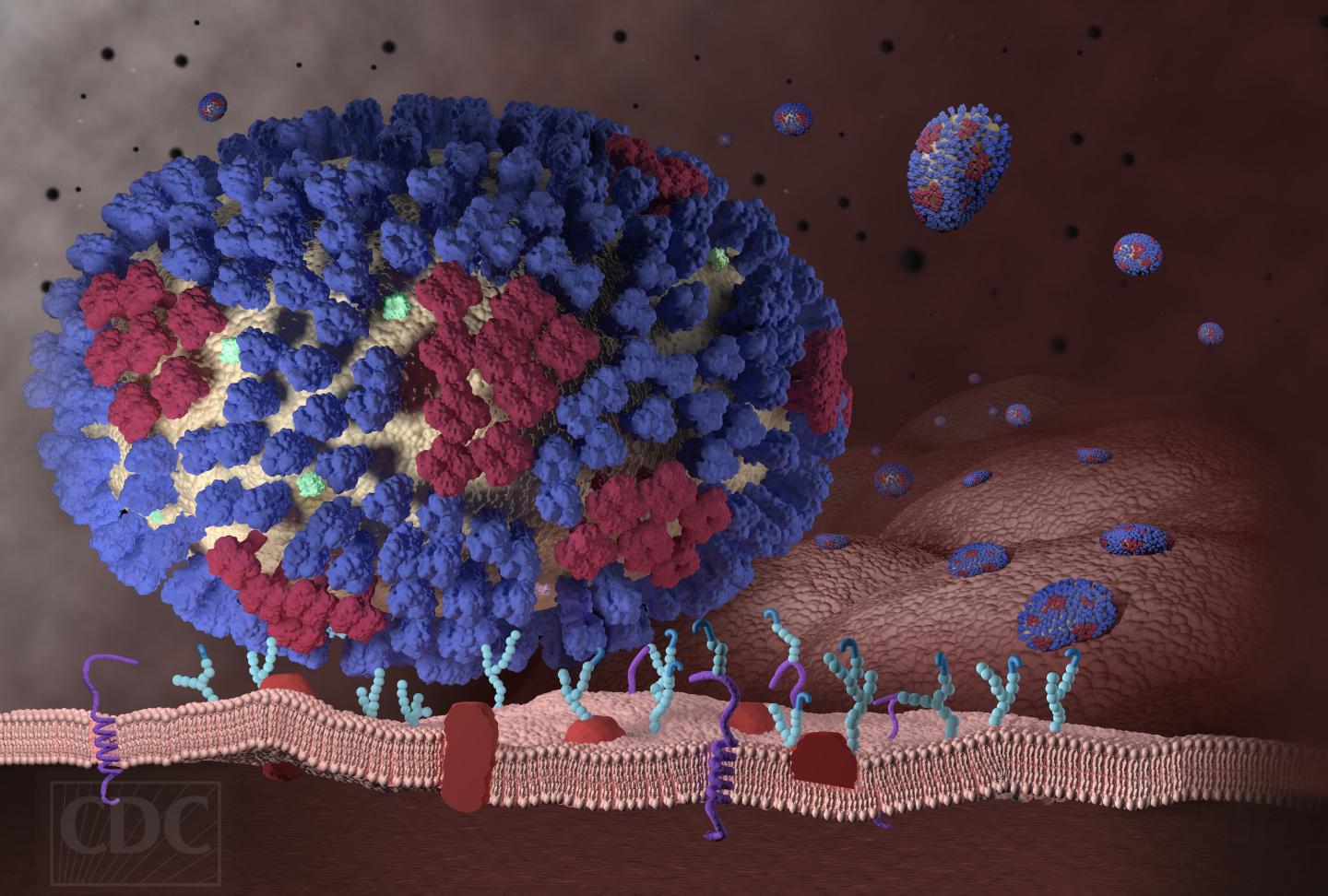 This image depicts the beginning stages of an influenza infection and shows what happens after the influenza viruses enter the human body. Influenza, a new study has shown, induces and suppresses an antiviral RNA interference mechanism not just in “lower” organisms, as had been demonstrated in earlier studies, but in humans, too. [CDC]