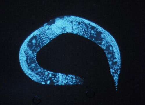 Little C. elegans May Hold Key to Human Life Extension