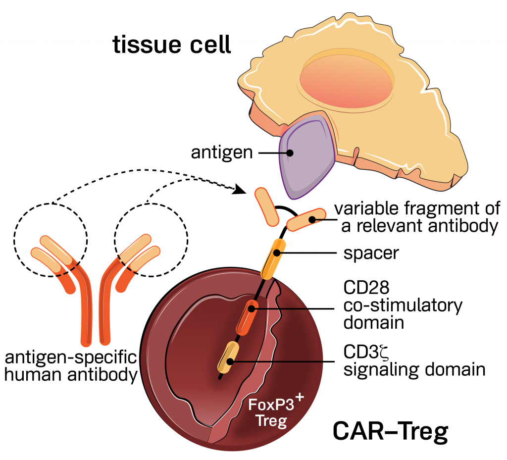 Sangamo Therapeutics aims to position itself as a leader in the development of chimeric antigen receptor-modified regulatory T-cell (CAR-Treg) cell therapies for immunological diseases with its planned acquisition of TxCell. [Source: TxCell]