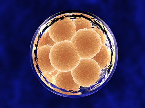 12 cell Embryo