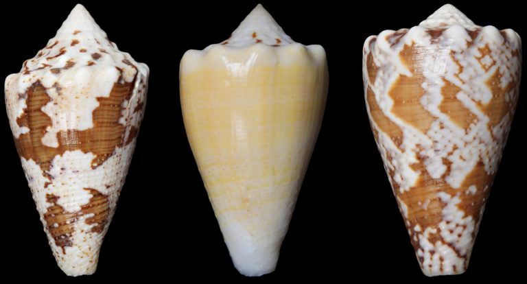 Marine Snail Venom May Serve as Opioid Alternative for Pain Relief