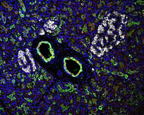 stem cells reside within large ducts of the human pancreas