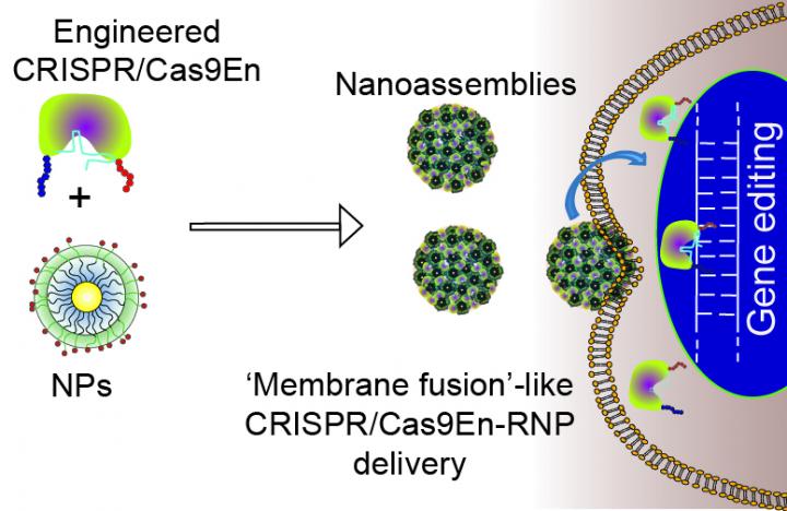 A new nanoparticle-based delivery system boosts gene editing efficiency. The delivery system, which was developed through the coengineering of Cas9 protein and carrier nanoparticles, helps CRISPR/Cas9 cross the cell membrane and enter the nucleus while avoiding entrapment by cellular machinery. [Rotello Lab, UMass Amherst]