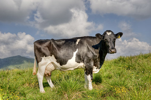 Cow Antibodies Inspire Beefed-Up Hormone Therapeutics