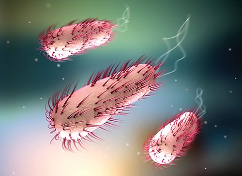How E Coli Bacteria Launch Infections