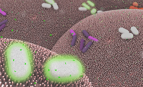 UC Davis researchers look for the underlying mechanisms as to why some food-borne bacteria cause illness. [NIH]