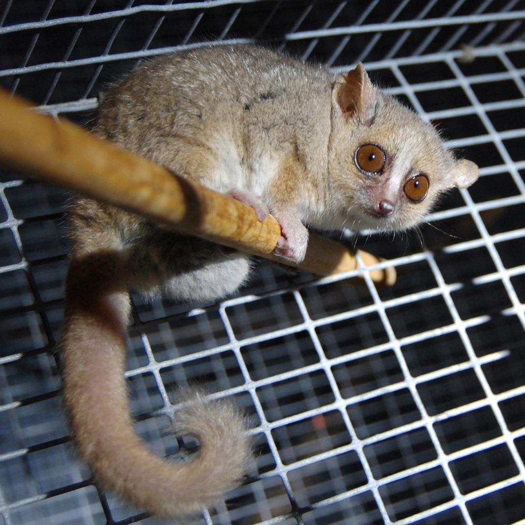 Grey mouse lemur (<i>Microcebus murinus</i>) [WikiCommons]