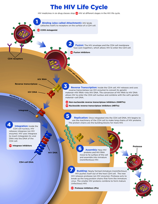 The HIV lifecycle. Once HIV RNA is within the nucleus (Step 4), methylation of key genes in the host and HIV genomes were found to affect viral replication.  [NIH]