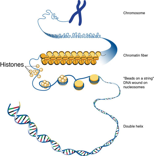 Chromatin Marks, Like DNA Info, Can Be Inherited across Many Generations