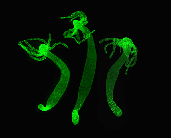 This image shows the nervous system of about 1 cm-long <i>Hydra</i> revealed here with a fluorescent green marker. [Brigitte Galliot, UNIGE]” /><br />
<span class=