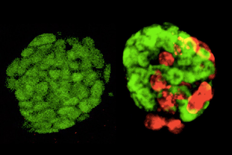 While typical embryonic stem cells (green, left) are unable to generate the placenta or yolk sac, blocking a miRNA unleashes the potential to make cells that may give rise to such extraembryonic tissues (red, right). Stem cells with expanded potential show strong induction of MuERV-L retrotransposons, which represent a family of murine endogenous retroviruses activated in the very early embryo. [Lin He/University of California, Berkeley]