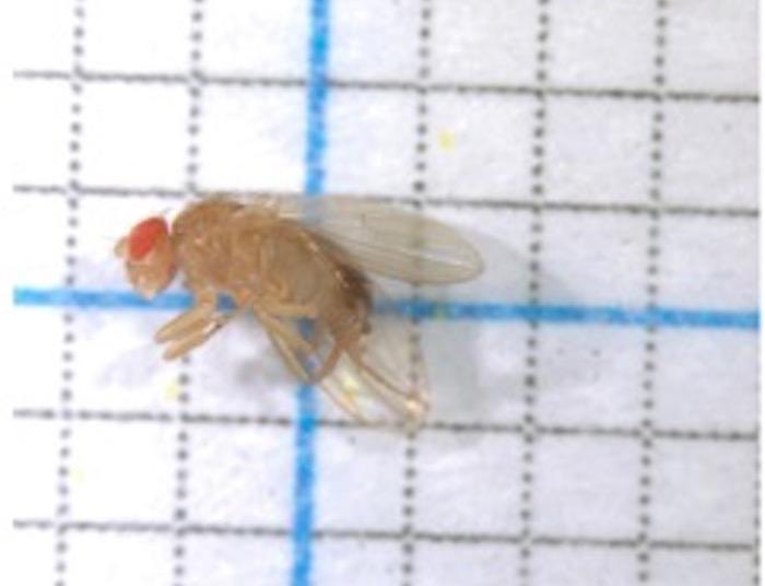 A transgenic fruit fly engineered to carry the alcohol dehydrogenase (Adh) gene as it existed about 4 million years ago. Thousands of these “ancestralized” flies were bred and studied for their ability to metabolize alcohol and to survive on an alcohol-rich food source. Contrary to findings from earlier studies, which were based on the identification of “signatures of selection,” the current study showed that transgenic flies carrying the more recent Adh were no better at metabolizing alcohol than flies carrying the more ancient form of Adh. [Kathleen Gordon]