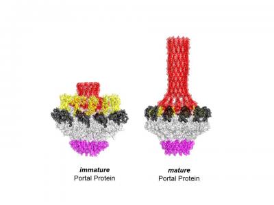 Viral Capsid Protein Portal May Serve as Drug Target for Attacking Herpesviruses