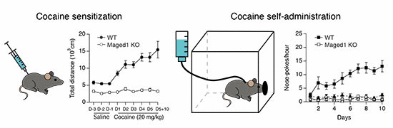 Maged1 knockout mice are cocaine insensitive and show no addictive behaviors. [EMBO reports abstract]