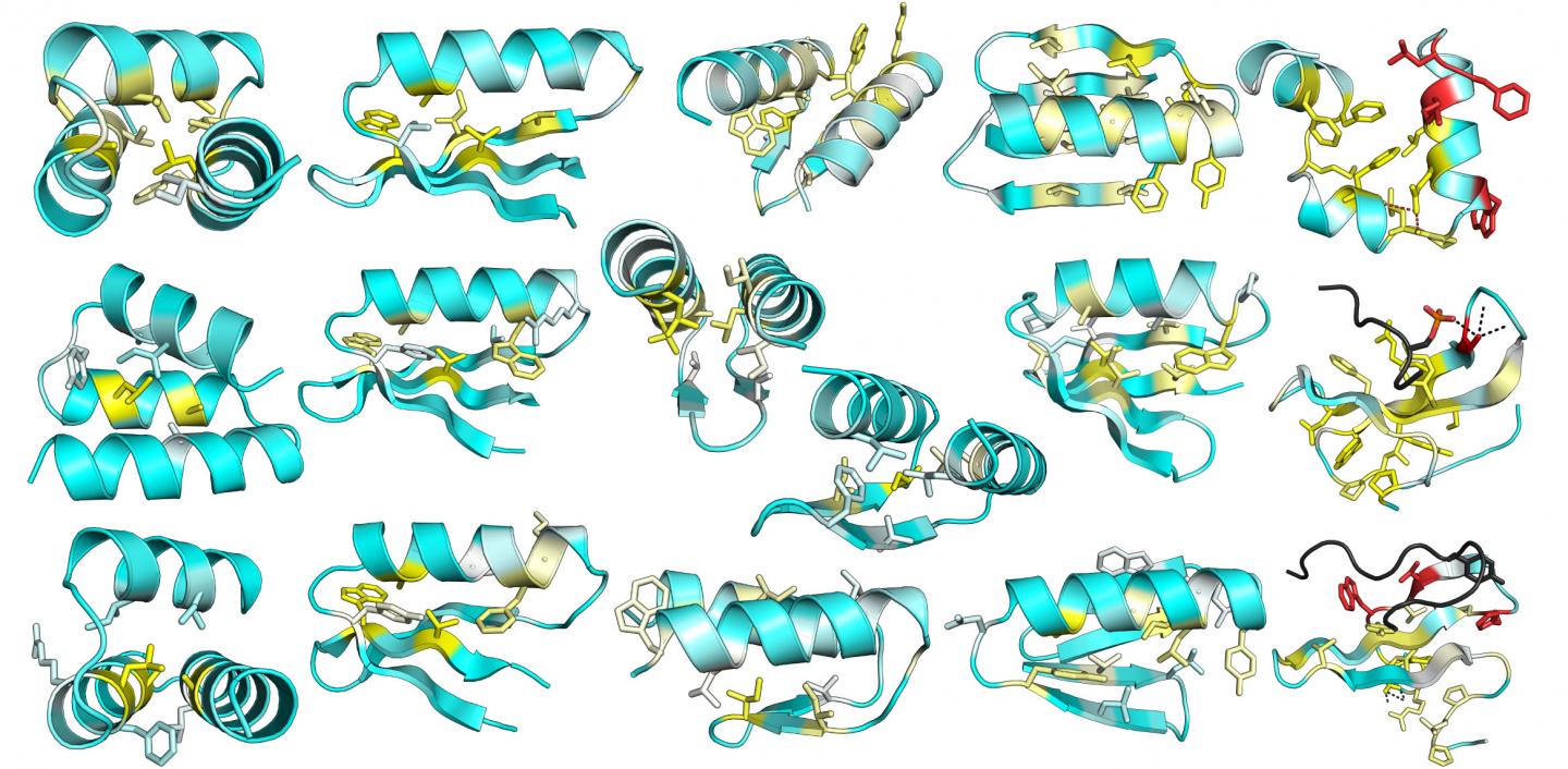 This image is from a comprehensive mutational analysis of stability in designed and natural proteins. The average change in stability due to mutating each position in 13 designed proteins is depicted on the design model structures. Yellow indicates positions where mutations are most destabilizing; positions where there is little effect are shown in blue. [UW Medicine Institute for Protein Design]