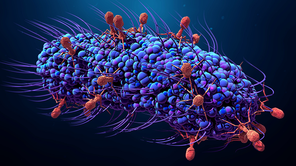 Phage Structure Revealed by CryoEM