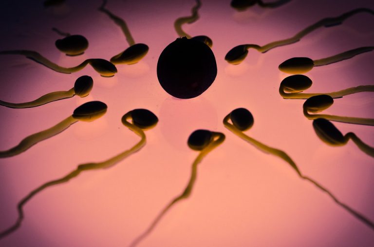 Sperm’s RNA-to-Go Expedites Embryonic Implantation