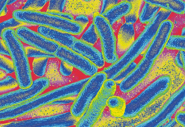 <em>E. coli</em> bacteria colored in heat gradient. [Aleksandra Krolik/EMBL]