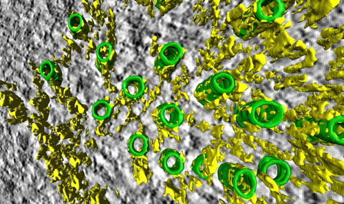 A 3D view of the mesh: microtubules (green tubes) of the mitotic spindle are held together by a yellow network