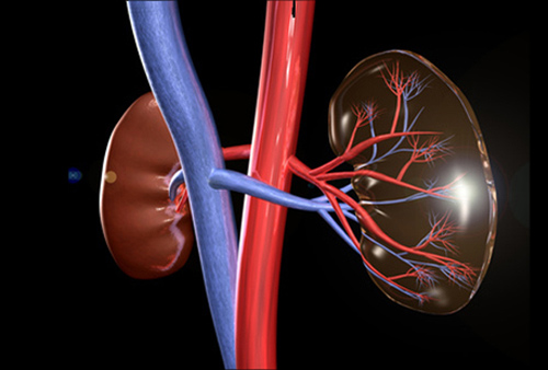 TGI now has access to IP related to kidney and liver transplant diagnostics. [© London_England - Fotolia.com]