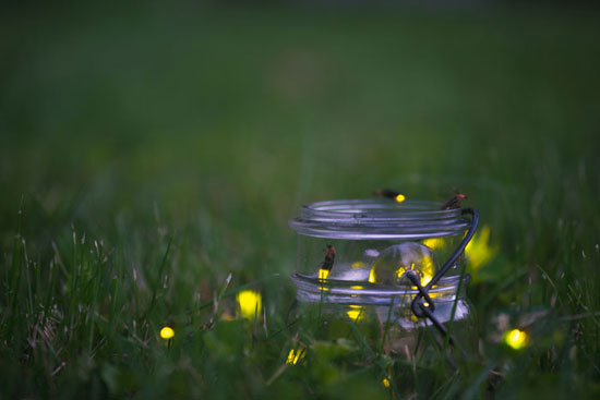 Swiss researchers have developed a technique to use firefly luciferase as a quick and inexpensive medical diagnostic tool.