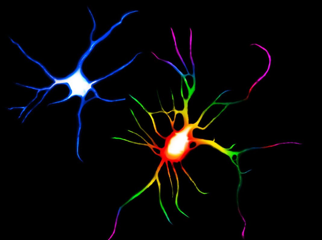 Psychedelic drugs such as LSD and ayahuasca change the structure of nerve cells
