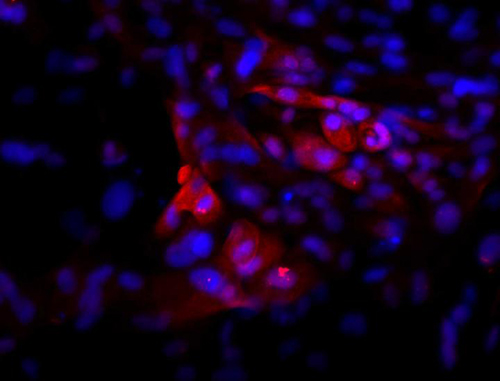 Lab-Grown Human Pituitary Cells Work in Rats