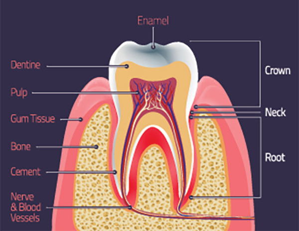 Regeneration of Dental Enamel Possible Using New Approach