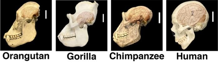 Roughly three million years ago, human brains began to expand. Scale bar: 5 cm. Gary Mantalas took the photos of skulls that were provided by Richard Baldwin of the Anthropology Department at UCSC. [I. Fiddes et al./Cell 2018]
