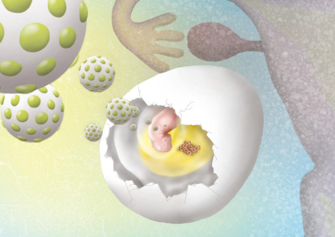 The team opened a small window in eggshells and implanted ovarian tumor cells on top of the vascular membrane surrounding 10-day-old chicken embryos. [Izumi Mindy Takamiya]