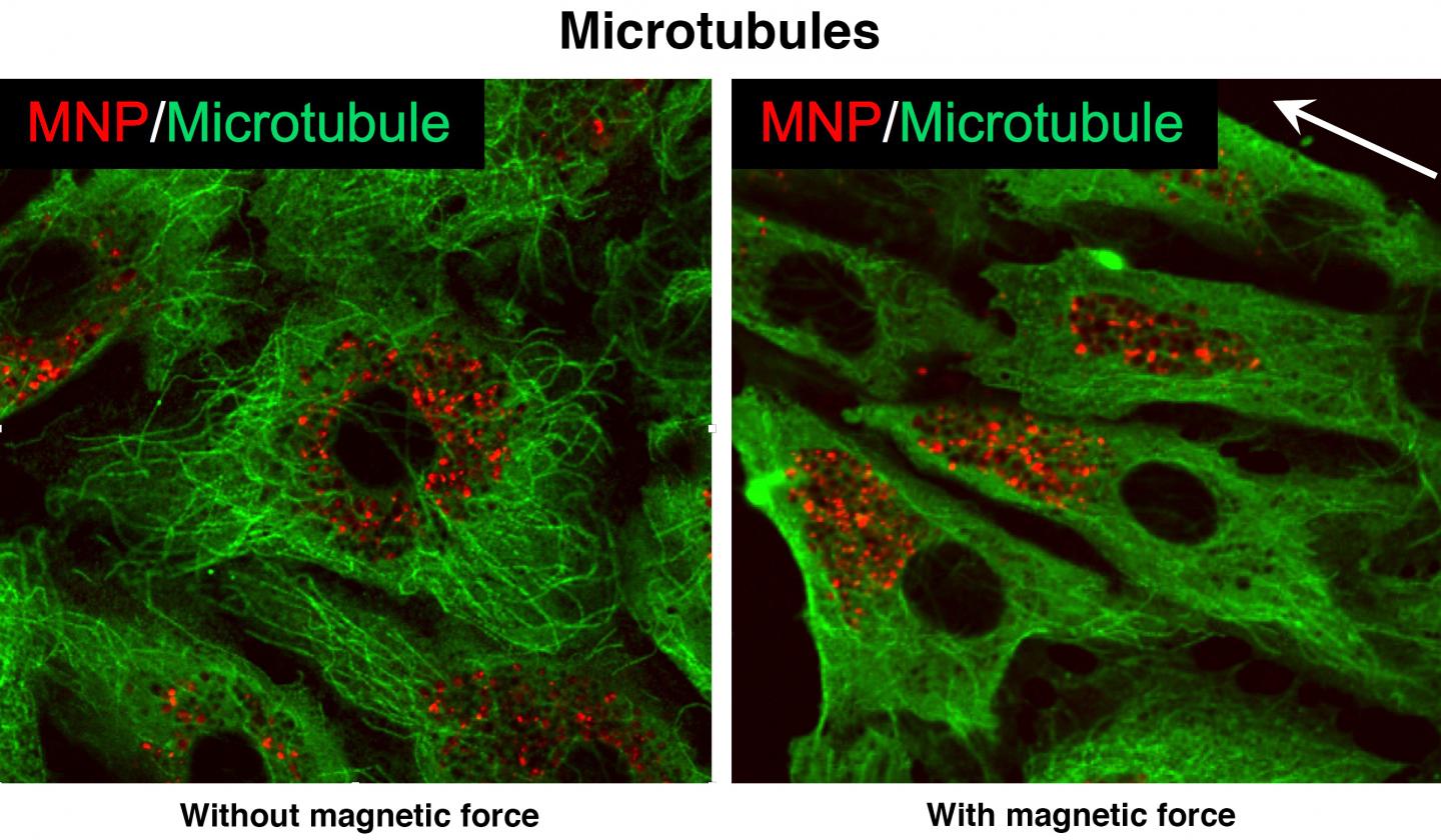 Fluorescent iron oxide nanoparticles glow in endothelial cells. (Left) Nanoparticles are evenly distributed among the cells’ microtubules. (Right) Subjected to a magnetic field, the nanoparticles are pulled toward one end of the cells, and the cells undergo shape changes. Such changes could selectively and temporarily disrupt cell–cell junctions, making the endothelial barrier 
