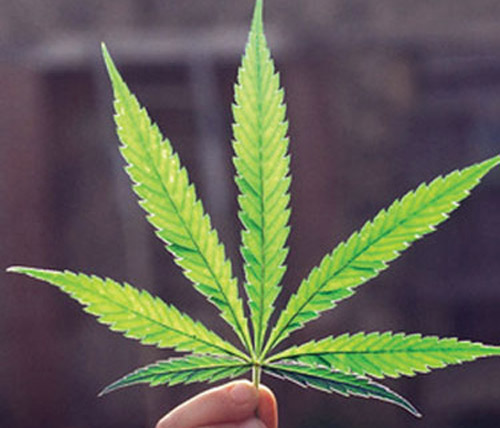 Cannabis-Based Drug Launched in the U.K. for MS Spasticity