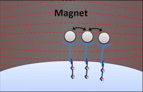 This image shows that applying a magnetic field caused nano-aAPCs—and their receptors—to cluster together