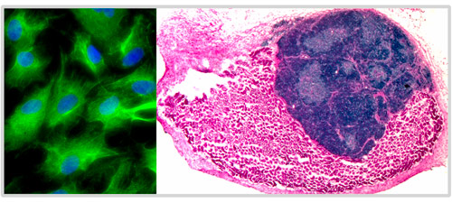 Lab-modified cells (left panel)