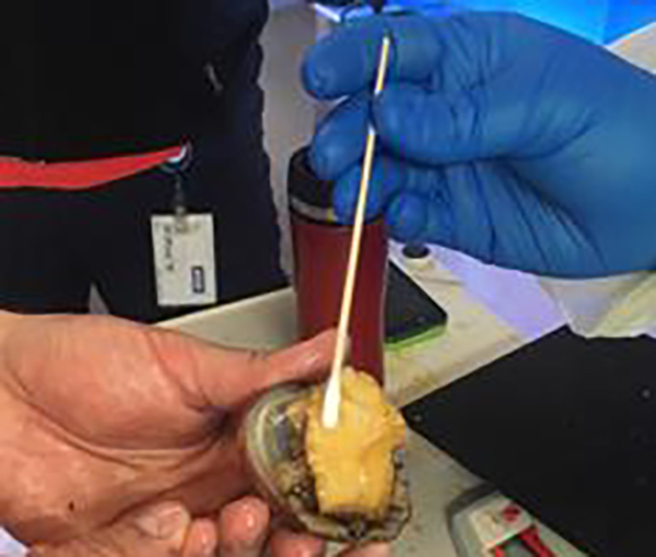 Researchers take samples from white abalone at the rearing facility at National Oceanic and Atmospheric Administration (NOAA)'s Southwest Fisheries Science Center. [UC San Diego]