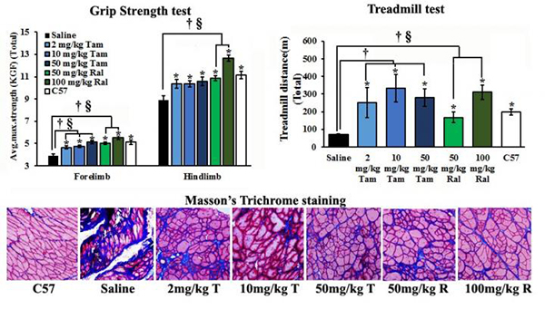 This is the effect of one year of tamoxifen and raloxifene treatment on muscle function (by grip strength and treadmill exercise) and fibrosis shown by Masson's trichrome staining of the tibialis anterior muscle. (Tan and T) Tamoxifen; (Ral and R) raloxifene. [The American Journal of Pathology]