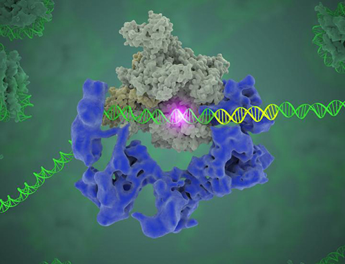 This image shows the general transcription factor IID (blue) as it contacts DNA and recruits the polymerase (grey) for gene transcription. The start of the gene is shown with a flash of light. [Eva Nogales/Berkeley Lab]