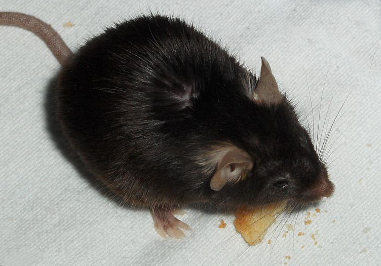 Hungry Mice Feel Less Pain