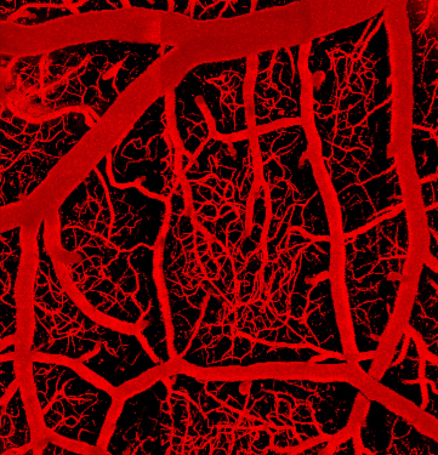 The brain's vascular network, shown in this image, consists of arteries that penetrate into the brain to feed a vast capillary network, which is then drained by veins. [Thomas Longden]