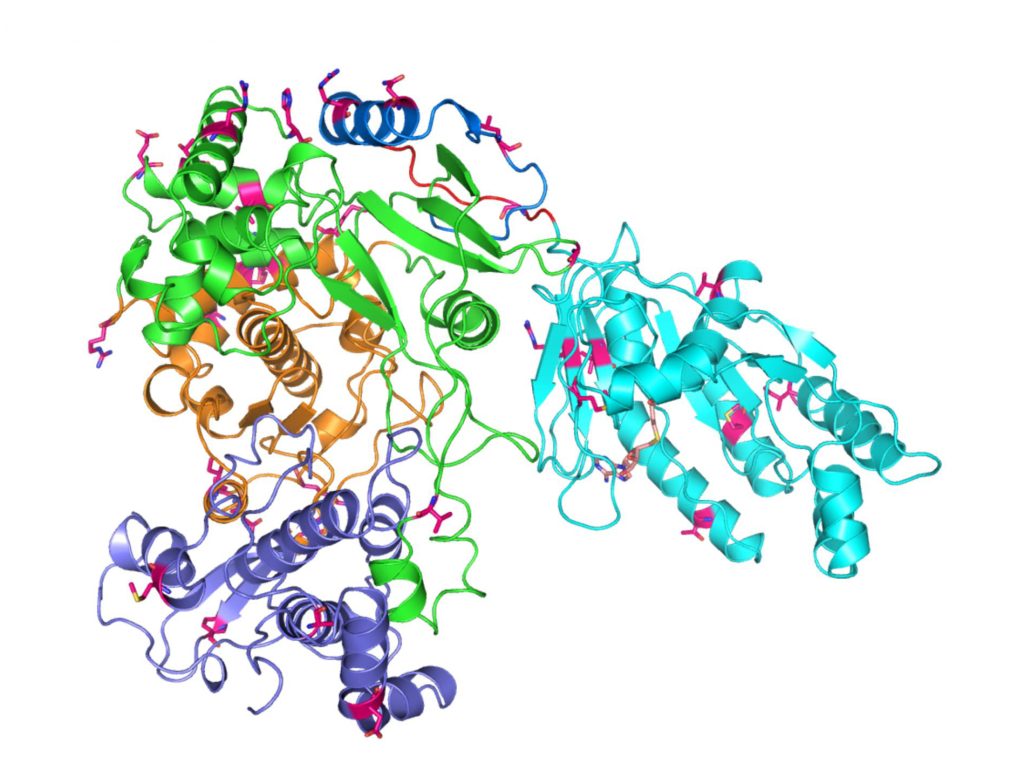 Mapping of Zika Virus Protein May Lead to Effective Therapies