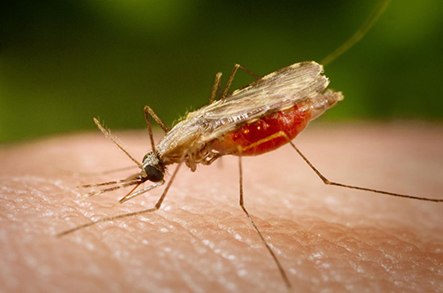 The “Y” of Mosquito Genome Analyzed, Could Be Answer to Malaria, Other Diseases