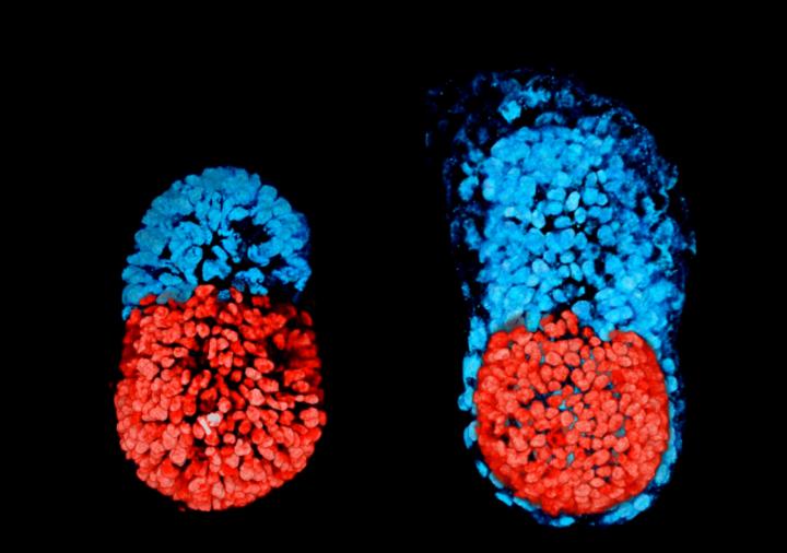 Lab-Grown Embryo Breakthrough May Relieve Research Bottleneck