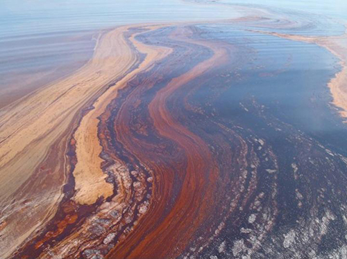 Deepwater Horizon Cleanup Aided by Bacterial Teamwork, Says Genomic Analysis