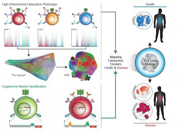 Disease-specific features of exhausted T cells have been revealed by epigenomic-guided mass cytometry profiling. Exhausted T cells have poor function in chronic infections and cancer but can be therapeutically reinvigorated. [John Wherry/Perelman School of Medicine at the University of Pennsylvania]