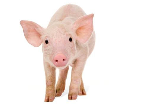 Genetically Engineered Pigs May Fly as Cancer Models