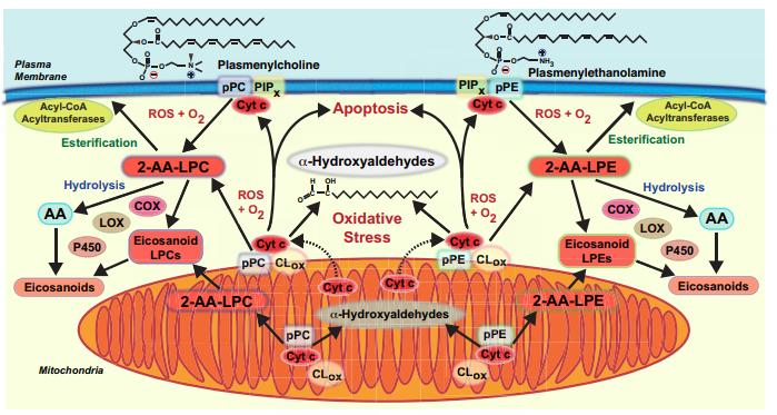 Signaling pathways affected by cytochrome c's degradation of plasmalogen. [Richard Gross/Washington University]