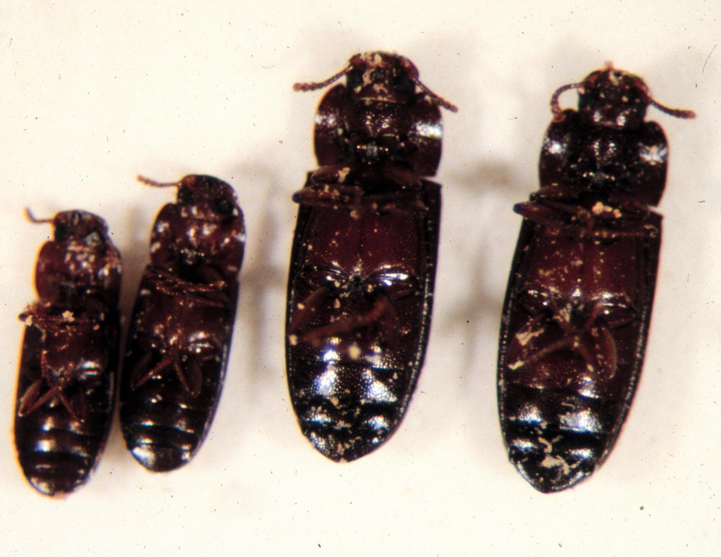 Synthetic gene drive technology for insect control can give rise to resistance. A recent study, which assessed gene drive performance in four varieties of the flour beetle <i>Tribolium castaneum</i>, suggests that ever rare resistance-favoring alleles can defeat a gene drive—unless the intervention accounts for the variability of genetic targets and the mating systems of insect populations. [Michael J. Wade/Indiana University]” /><br />
<span class=