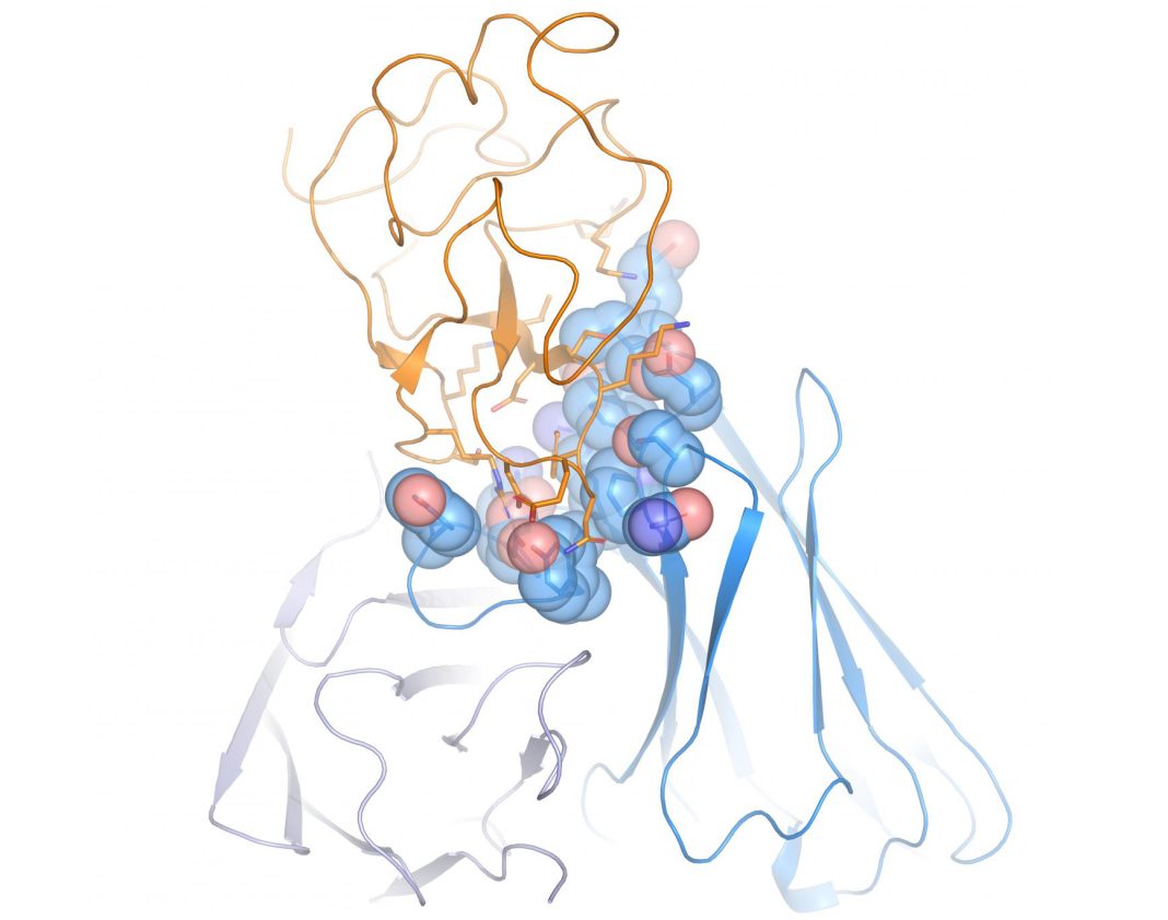 The structure of the ROR1-binding arm of the bispecific antibody in complex with ROR1 was determined by X-ray crystallography. [Rader lab/The Scripps Research Institute]